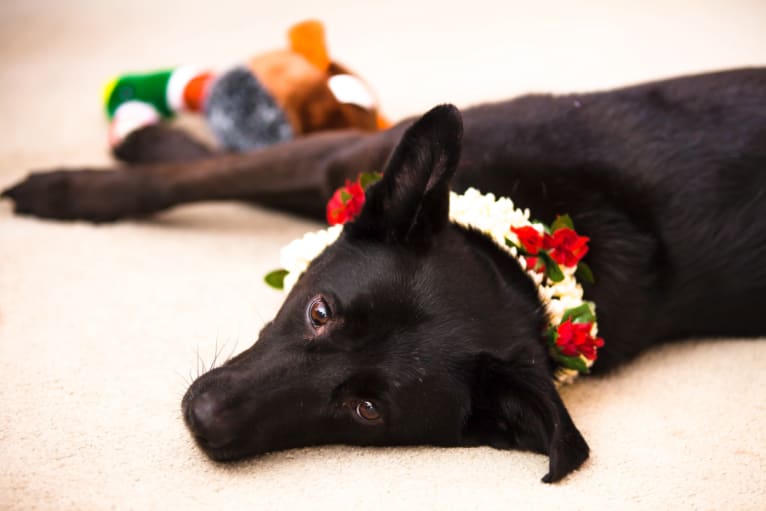 Shannon, an East Asian Village Dog tested with EmbarkVet.com