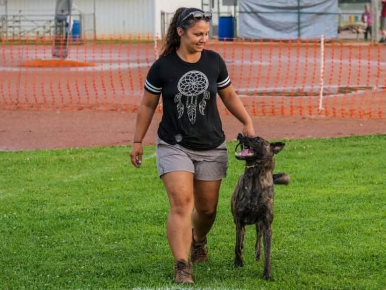 Jinx Van Patriot, a Dutch Shepherd and German Shepherd Dog mix tested with EmbarkVet.com