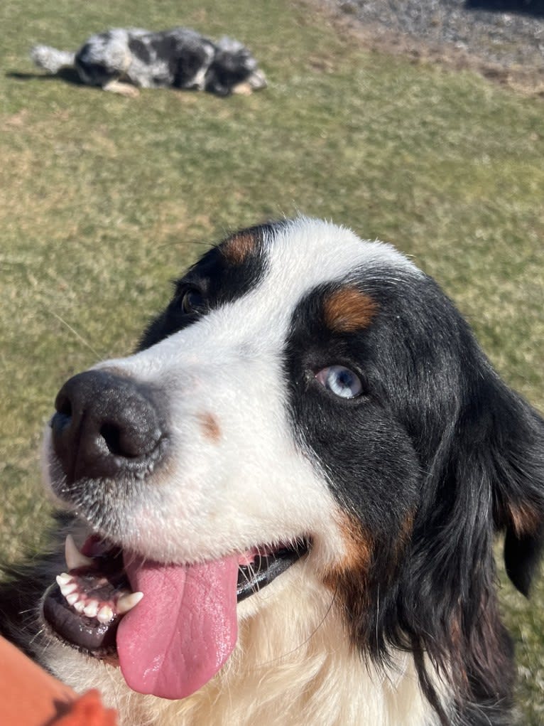 Meeko, a Bernese Mountain Dog tested with EmbarkVet.com