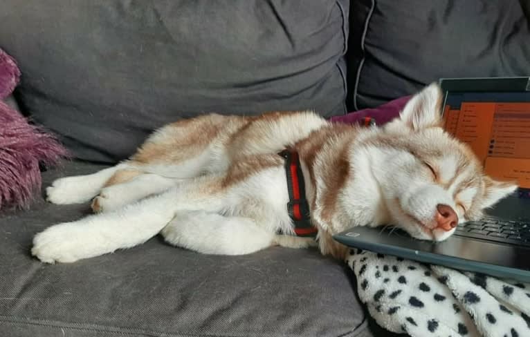 Simba, a Siberian Husky and Pomeranian mix tested with EmbarkVet.com