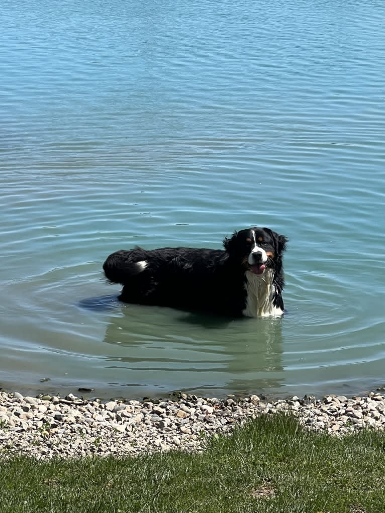 Milo, a Bernese Mountain Dog tested with EmbarkVet.com