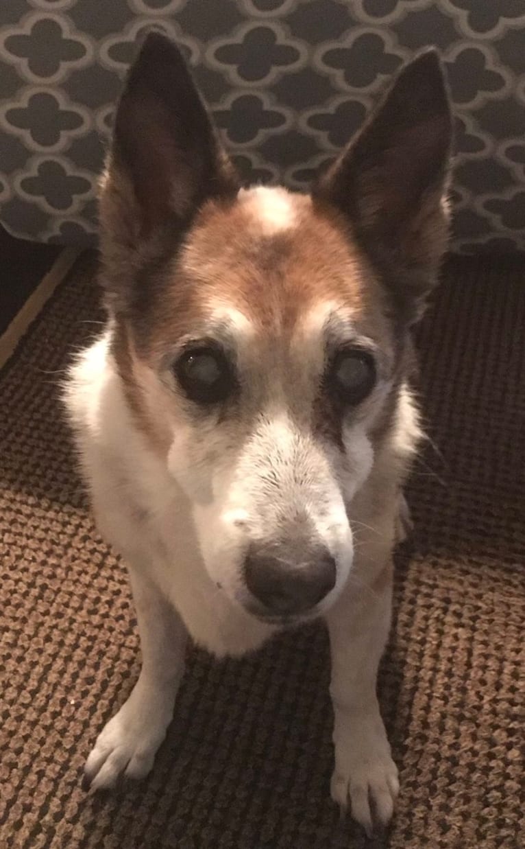 Sparky, a Pembroke Welsh Corgi and Rat Terrier mix tested with EmbarkVet.com