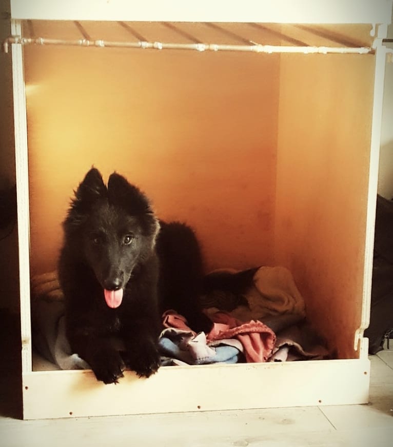 Minuit, a Belgian Shepherd tested with EmbarkVet.com