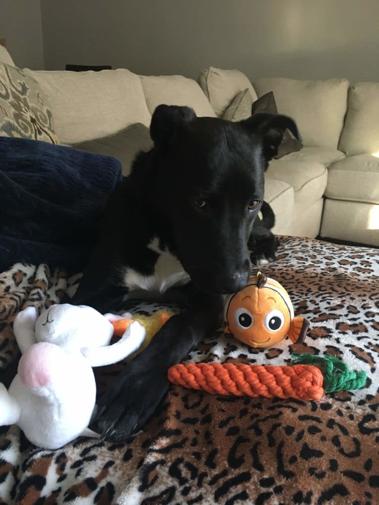 Nemo, a Staffordshire Terrier and Labrador Retriever mix tested with EmbarkVet.com