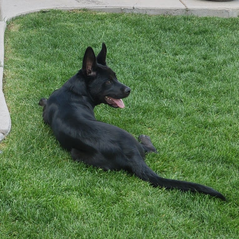 Echo, a Rottweiler and Siberian Husky mix tested with EmbarkVet.com