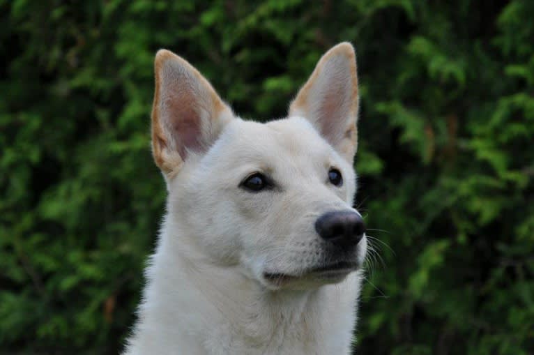 Asherah, a Canaan Dog tested with EmbarkVet.com
