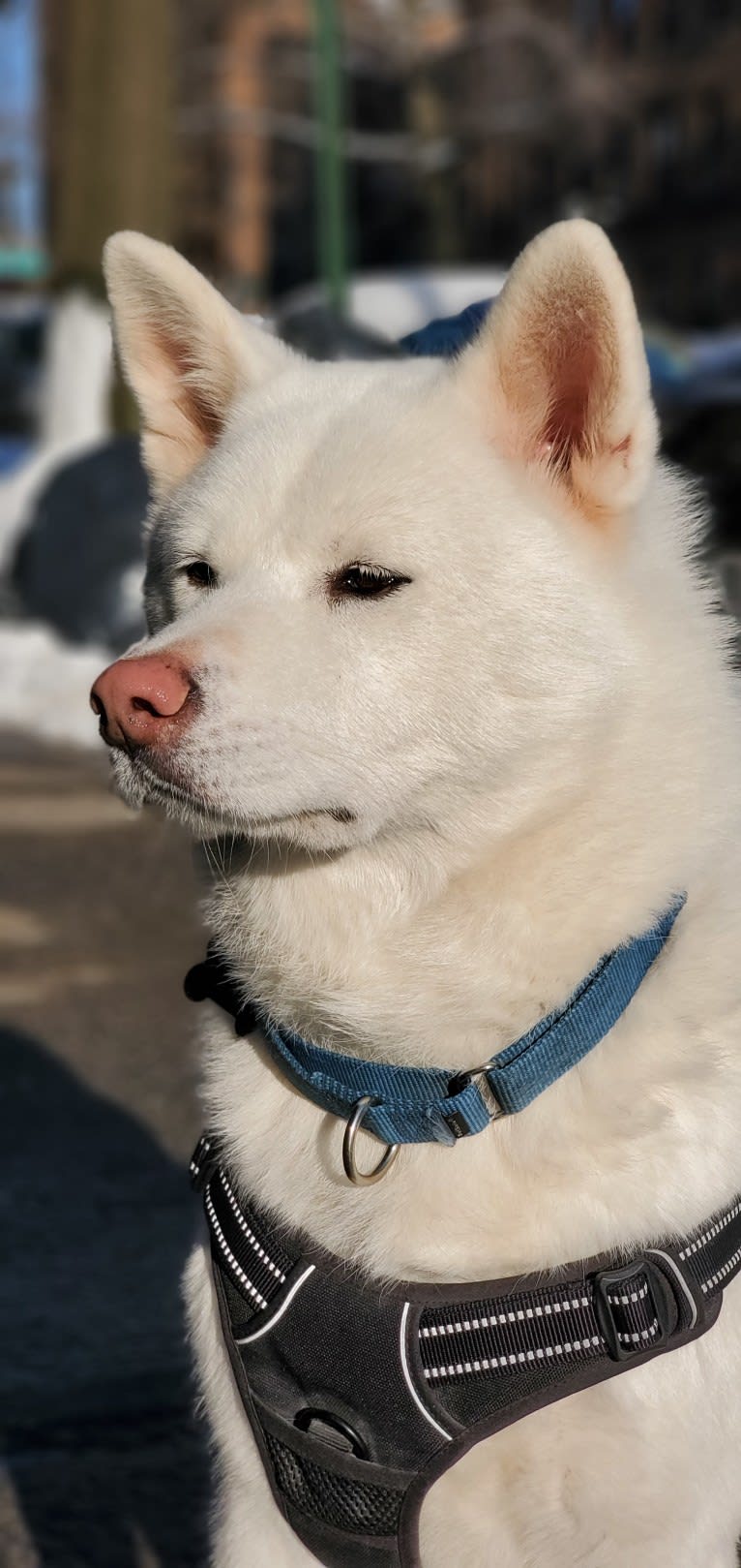 Ghost, an Akita Inu tested with EmbarkVet.com