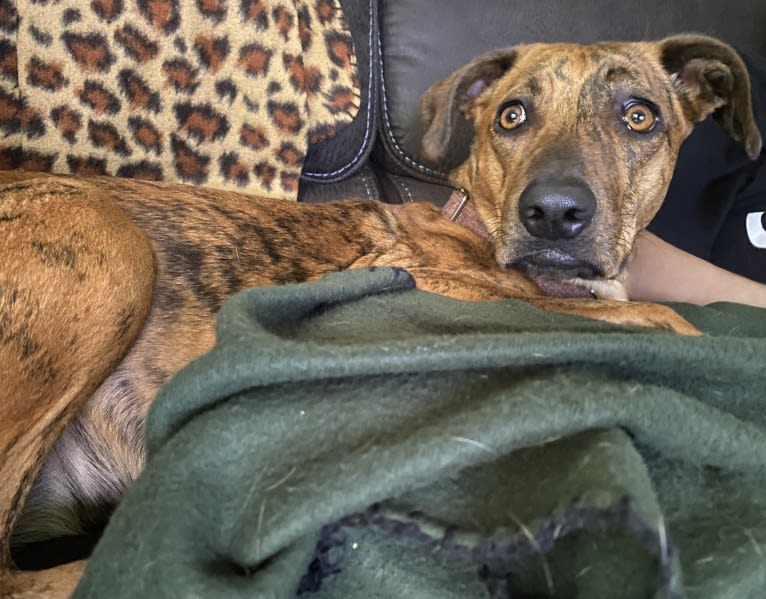 Lyza, a Catahoula Leopard Dog and American Pit Bull Terrier mix tested with EmbarkVet.com