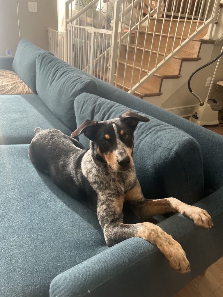 Milo, an Australian Cattle Dog and American Pit Bull Terrier mix tested with EmbarkVet.com
