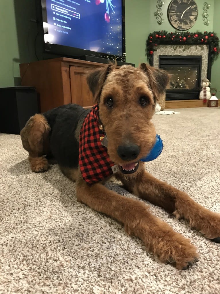Cy, an Airedale Terrier tested with EmbarkVet.com