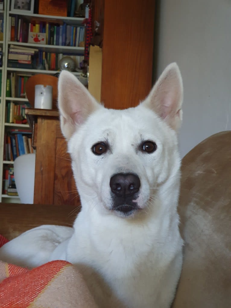 Suri, a Canaan Dog tested with EmbarkVet.com