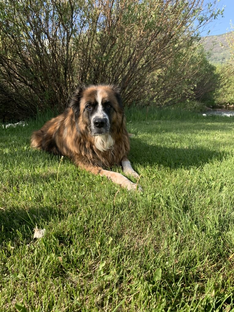 Lady, a Saint Bernard and Sarplaninac mix tested with EmbarkVet.com