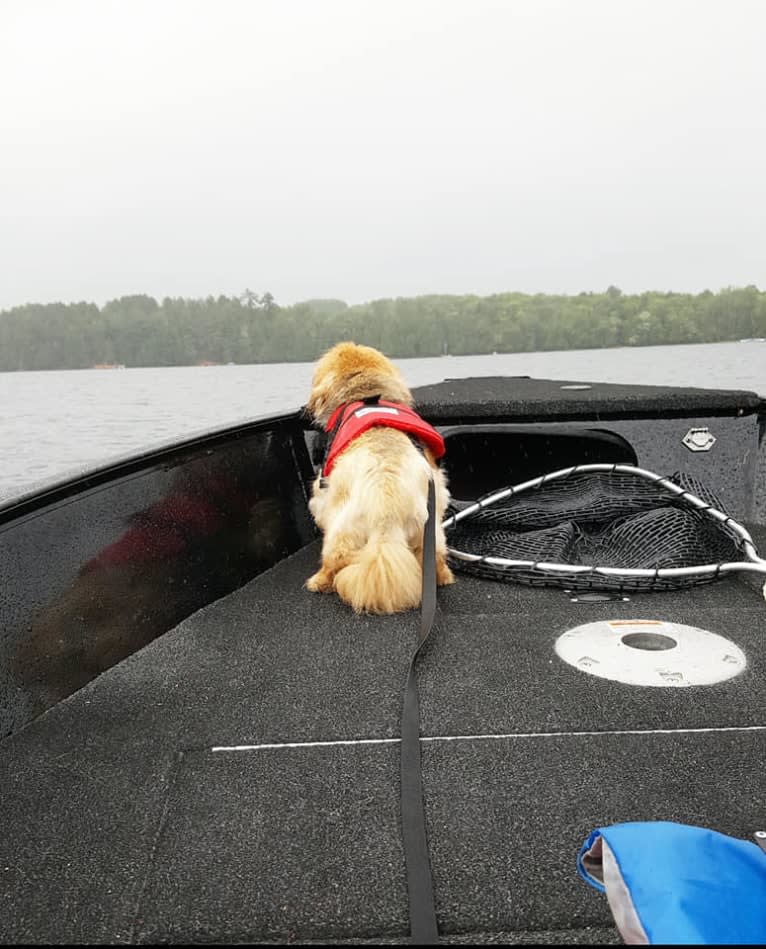 Ernest, a Pekingese tested with EmbarkVet.com