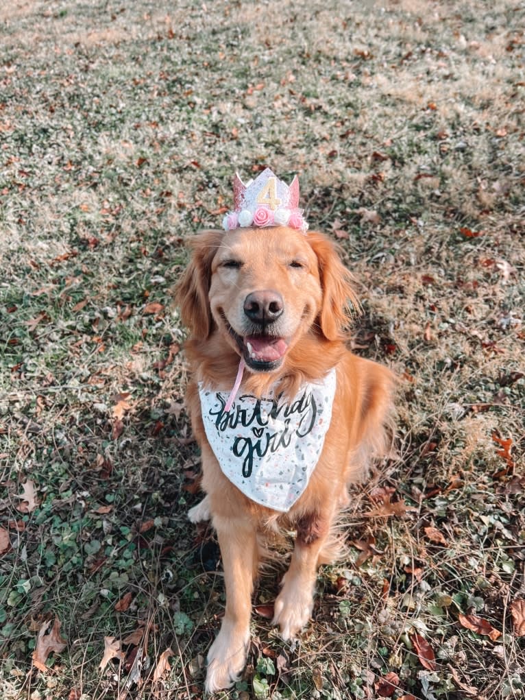 Marley, a Golden Retriever tested with EmbarkVet.com