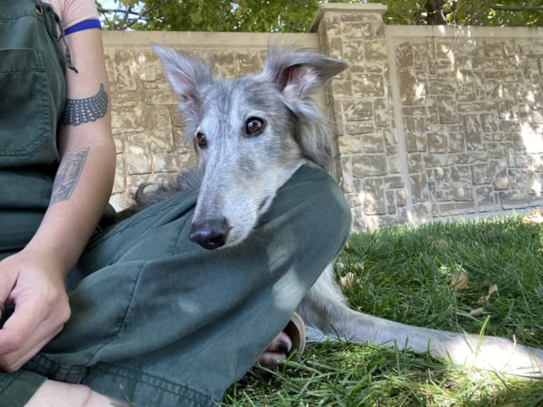 Bubba, a Silken Windhound tested with EmbarkVet.com