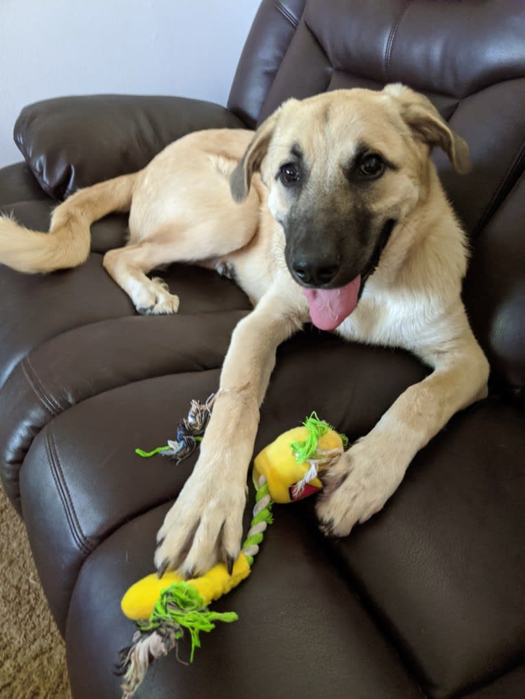 Chewie, an Anatolian Shepherd Dog and Great Pyrenees mix tested with EmbarkVet.com