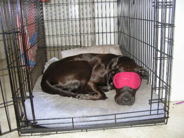 Trixie, a Boxer and Labrador Retriever mix tested with EmbarkVet.com