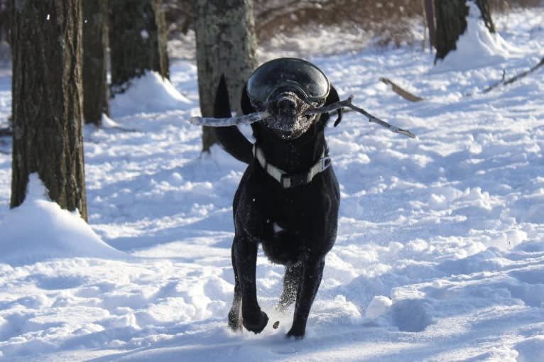 Curiosity Blue, a Labrador Retriever and Australian Shepherd mix tested with EmbarkVet.com