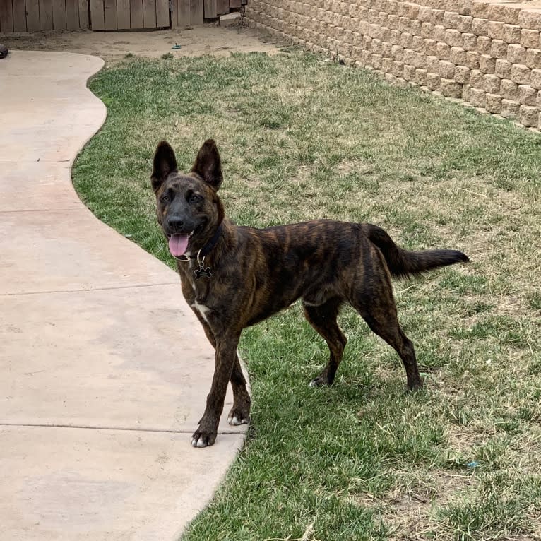 INU, an American Pit Bull Terrier and German Shepherd Dog mix tested with EmbarkVet.com