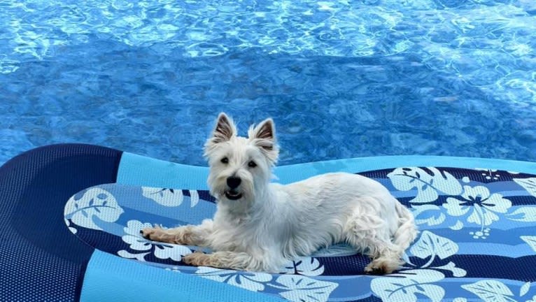 Peyton, a West Highland White Terrier tested with EmbarkVet.com