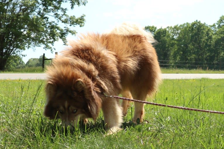 Sokka, a Siberian Husky tested with EmbarkVet.com