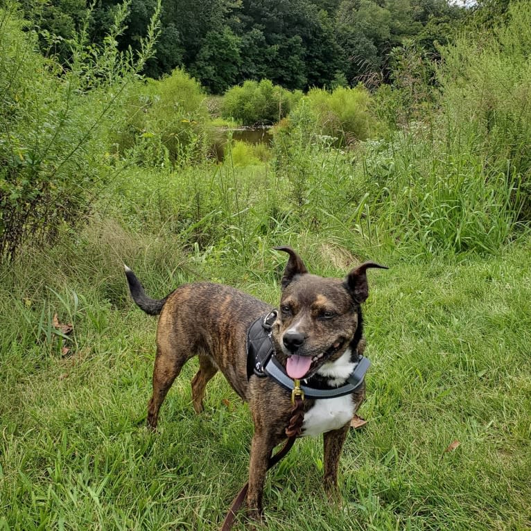 Carmela, a Boston Terrier and Mountain Cur mix tested with EmbarkVet.com