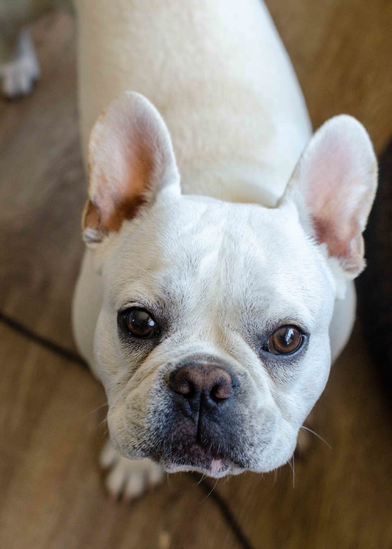 Quincy, a French Bulldog (9.4% unresolved) tested with EmbarkVet.com