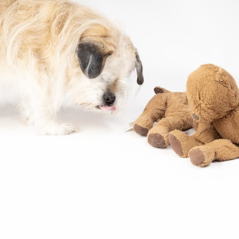 Winston, a Pugapoo tested with EmbarkVet.com