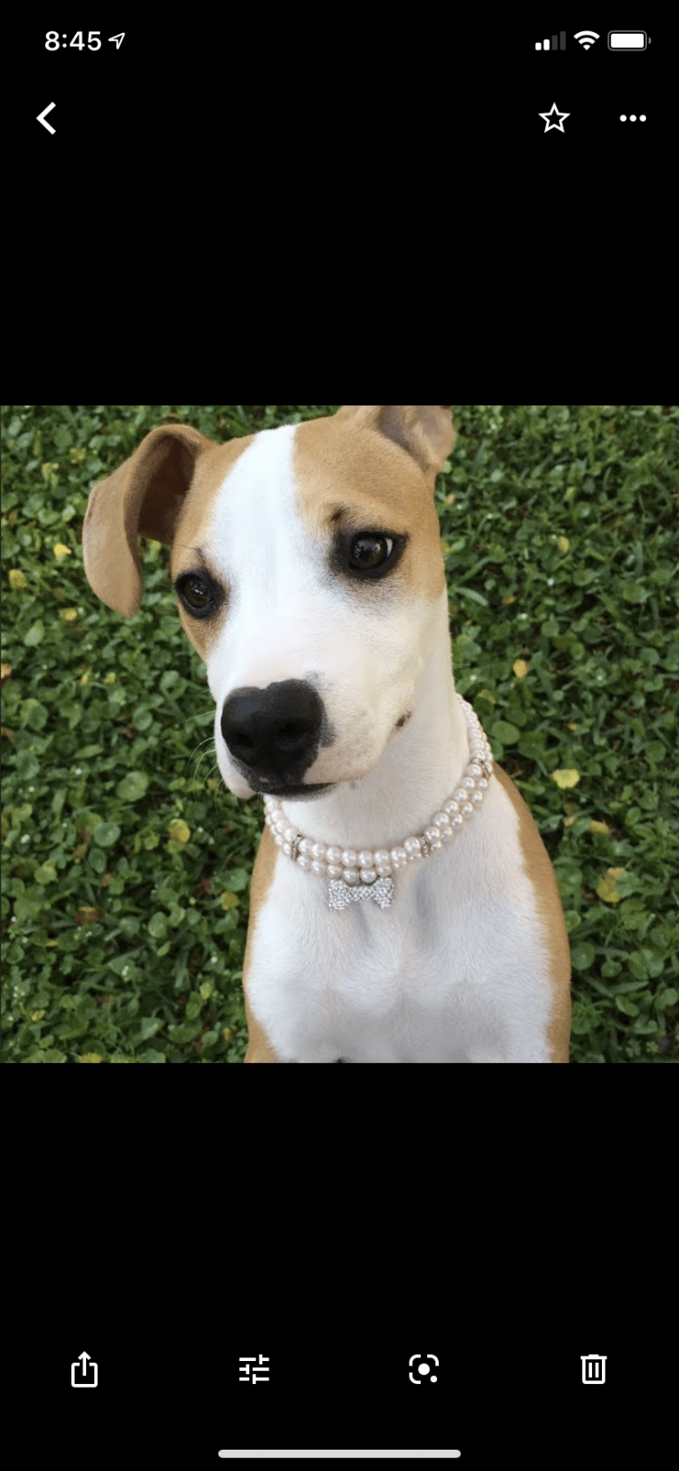 Cappucino, a Chihuahua and American Pit Bull Terrier mix tested with EmbarkVet.com