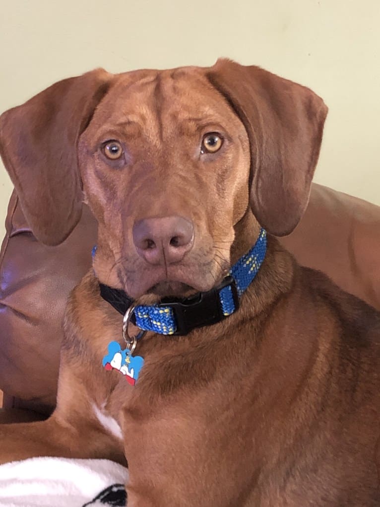 Simba, a Mountain Cur and Black and Tan Coonhound mix tested with EmbarkVet.com