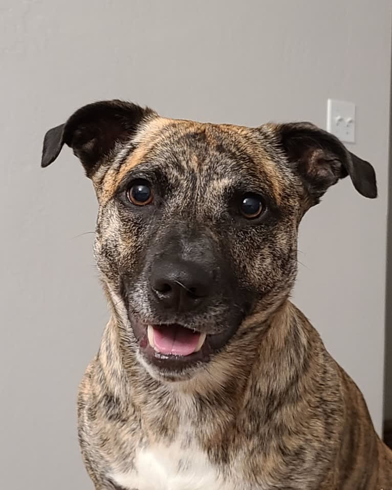 Daisy, an American Pit Bull Terrier and Australian Cattle Dog mix tested with EmbarkVet.com