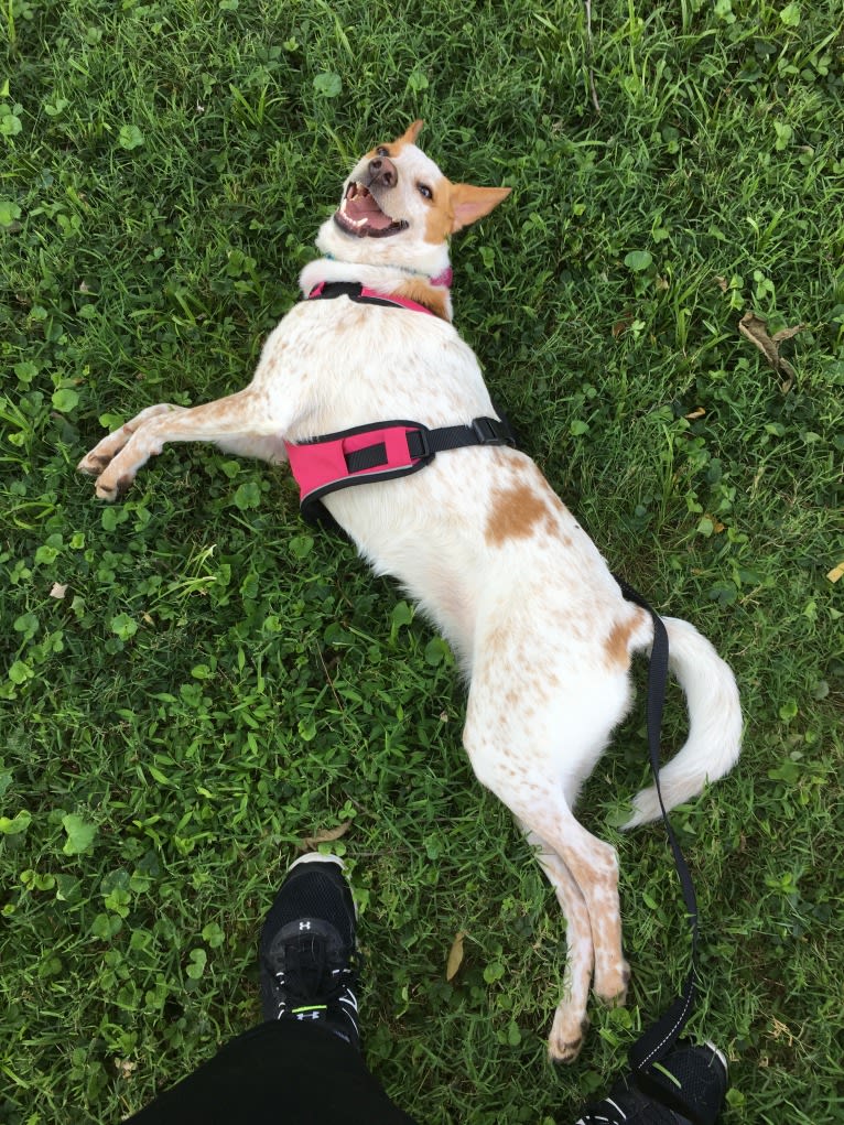 Ginger, an Australian Cattle Dog and German Shepherd Dog mix tested with EmbarkVet.com