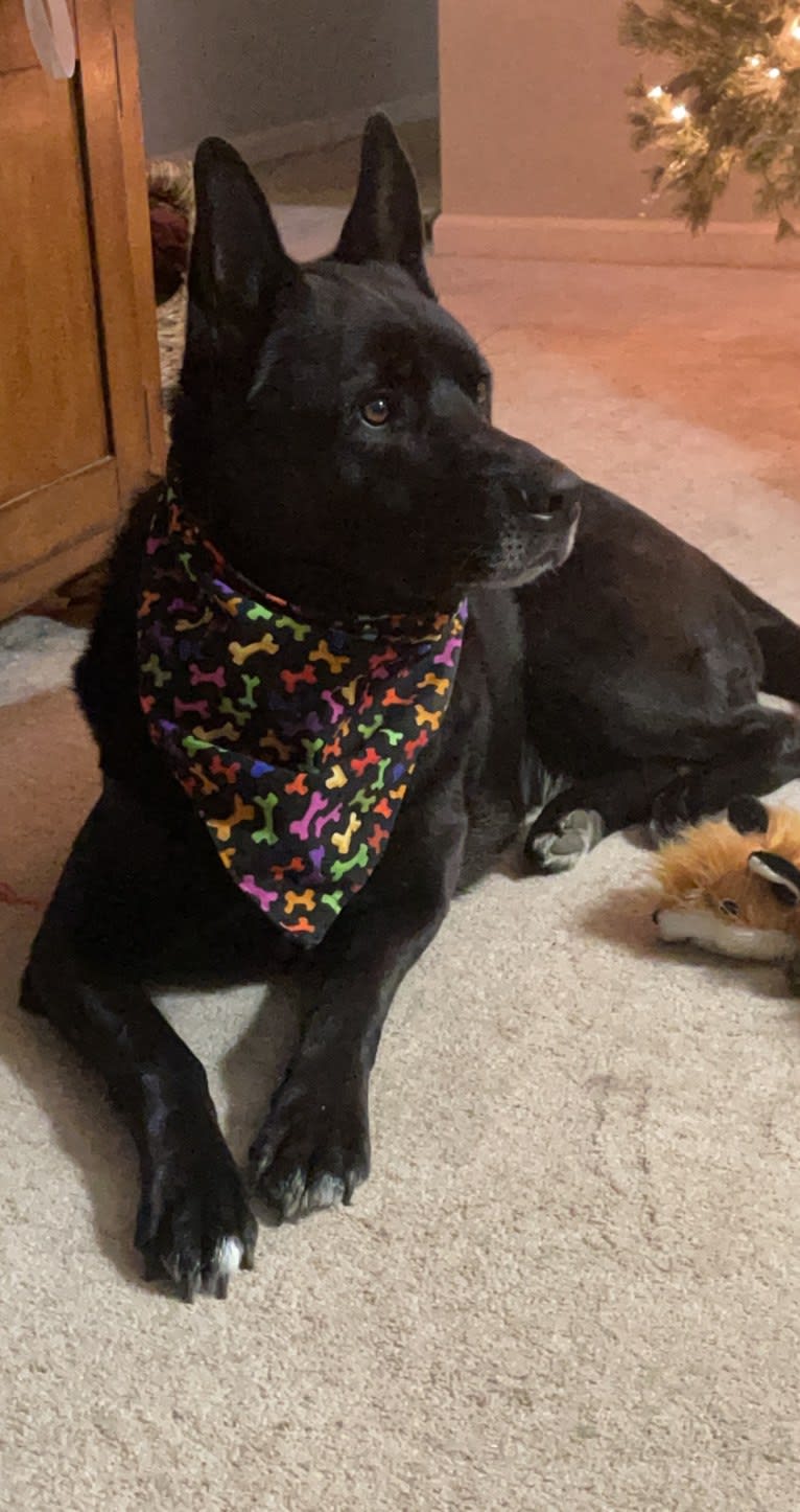 Amos, a Norwegian Elkhound and American Pit Bull Terrier mix tested with EmbarkVet.com