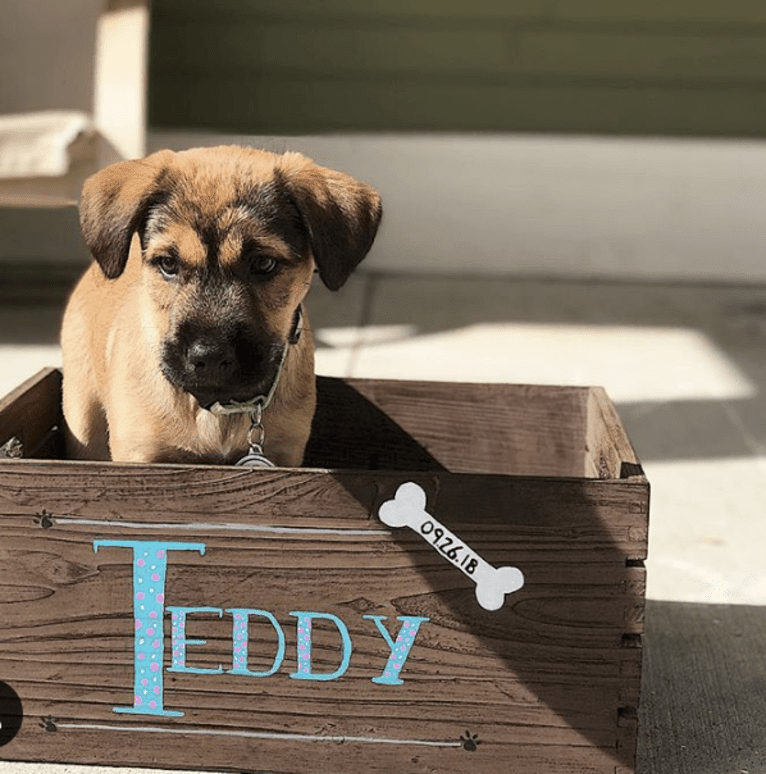 Teddy, an American Pit Bull Terrier and Labrador Retriever mix tested with EmbarkVet.com