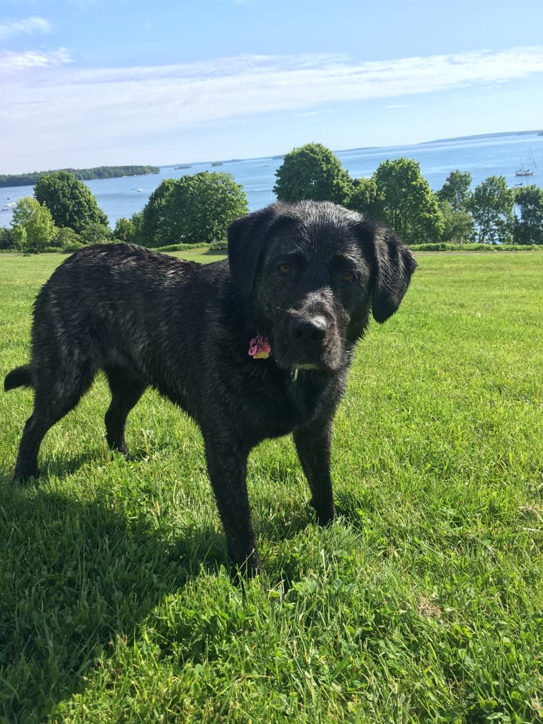 Ula, a Labrador Retriever and Saint Bernard mix tested with EmbarkVet.com