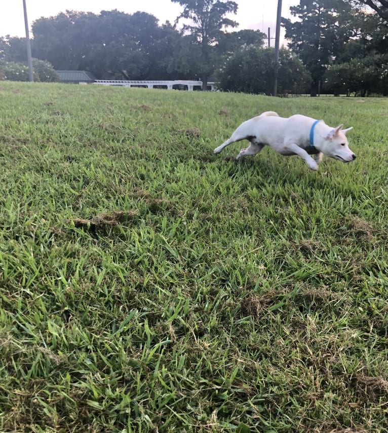 Alfredo, a Rat Terrier and Russell-type Terrier mix tested with EmbarkVet.com