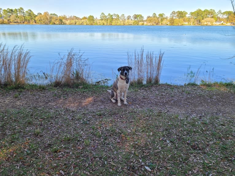 Oliver, a Great Pyrenees and American Pit Bull Terrier mix tested with EmbarkVet.com