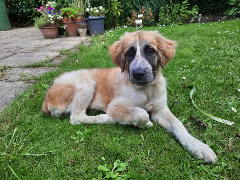 Mika, a West Asian Village Dog tested with EmbarkVet.com