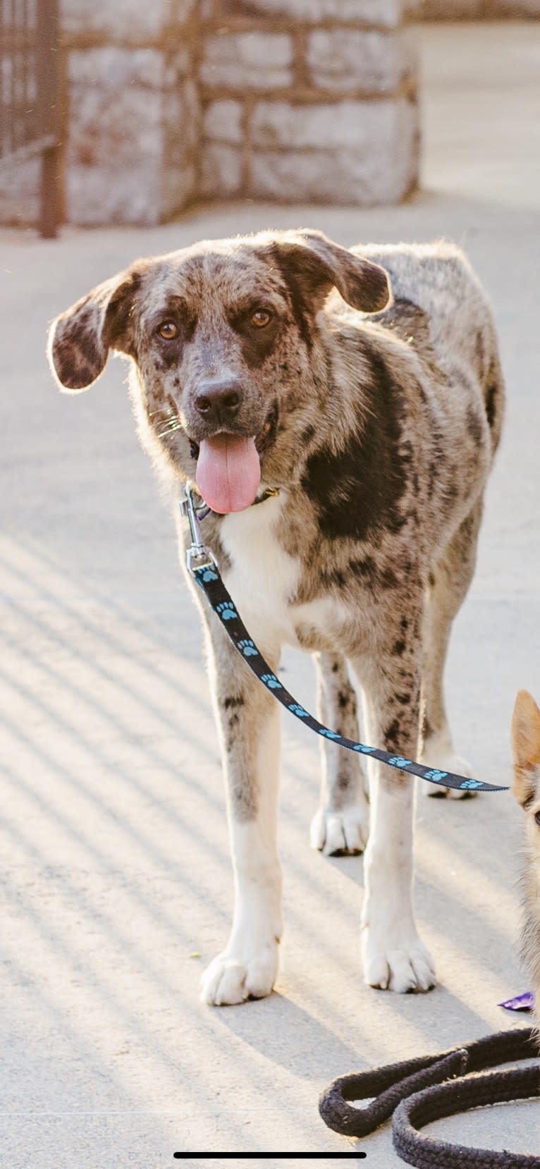 Tiller, a Great Pyrenees and German Shepherd Dog mix tested with EmbarkVet.com