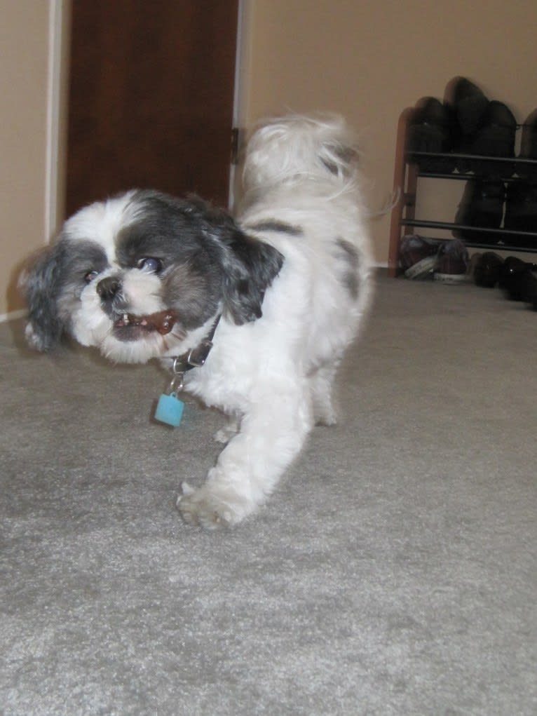 Tivo, a Shih Tzu tested with EmbarkVet.com