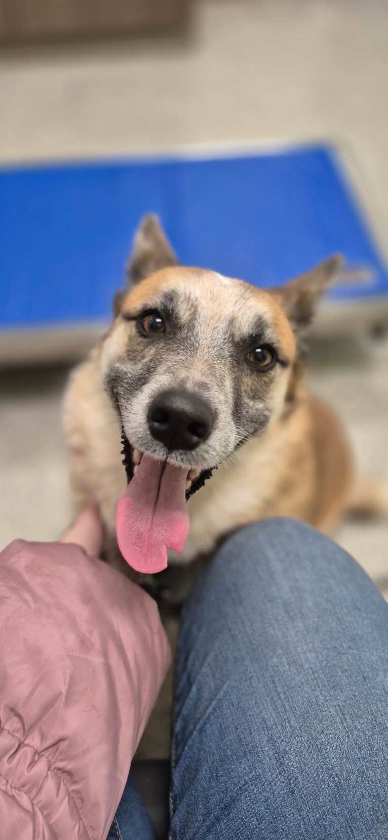 Mimzi, an Australian Cattle Dog and German Shepherd Dog mix tested with EmbarkVet.com