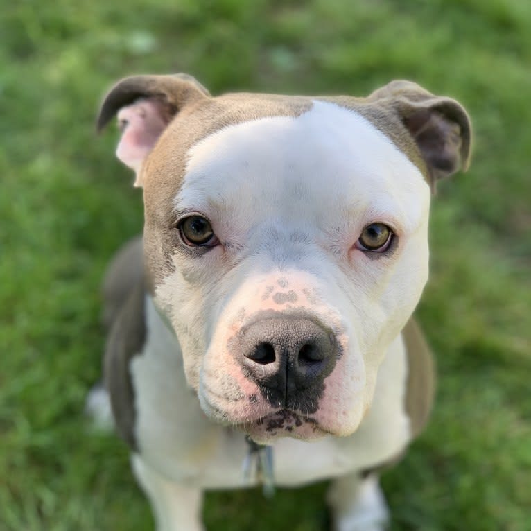 Ozzy Drake, an American Pit Bull Terrier and American Staffordshire Terrier mix tested with EmbarkVet.com