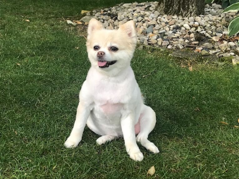 Vivien, a Pomeranian tested with EmbarkVet.com