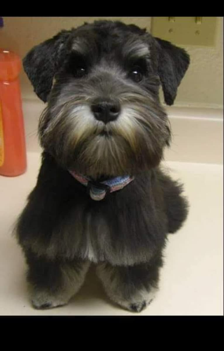 Minnie, a Miniature Schnauzer tested with EmbarkVet.com