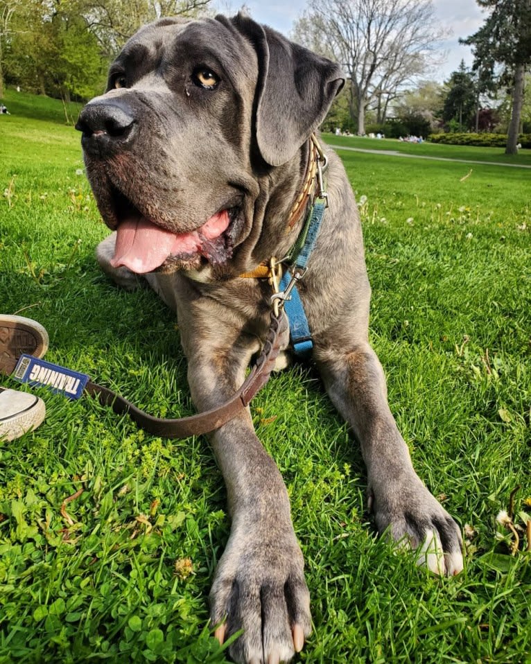 Bronson, a Cane Corso tested with EmbarkVet.com