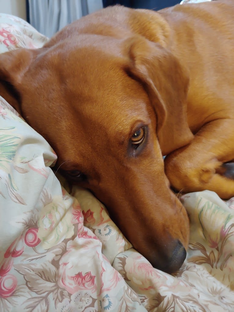 Opie, a Beagle and Redbone Coonhound mix tested with EmbarkVet.com