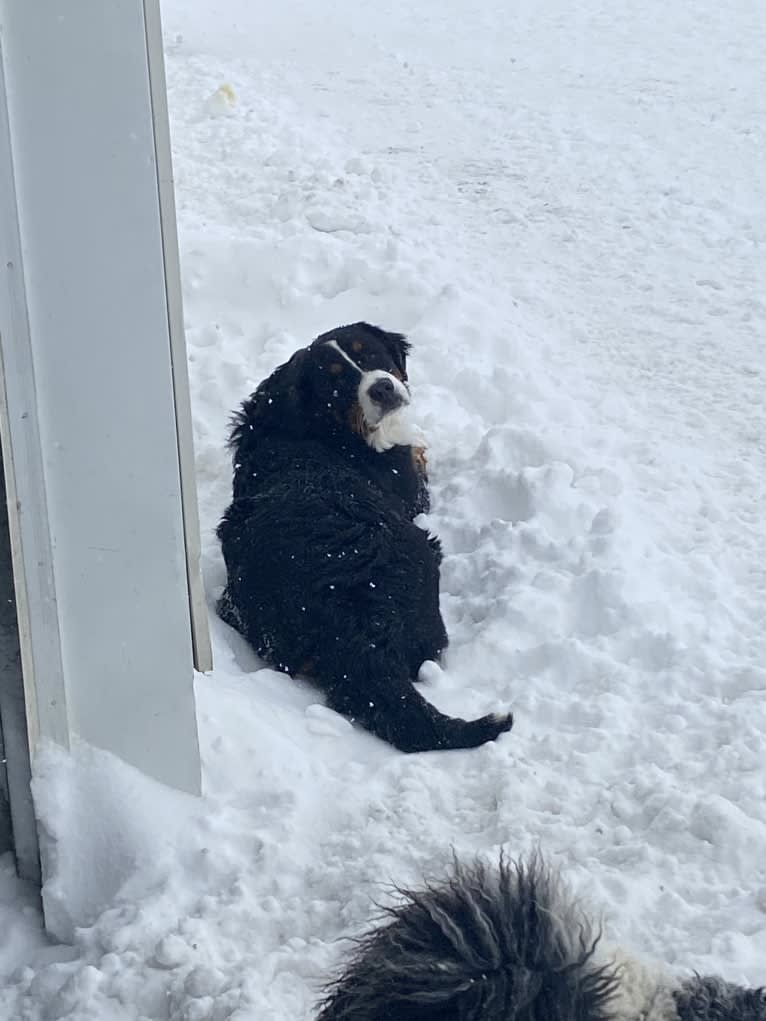 Milo, a Bernese Mountain Dog tested with EmbarkVet.com