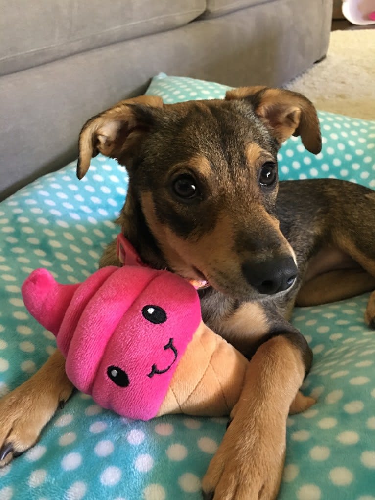 Daphne, a Chihuahua and Dachshund mix tested with EmbarkVet.com