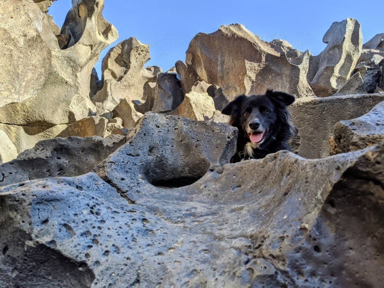 Bella, a Border Collie and Pembroke Welsh Corgi mix tested with EmbarkVet.com