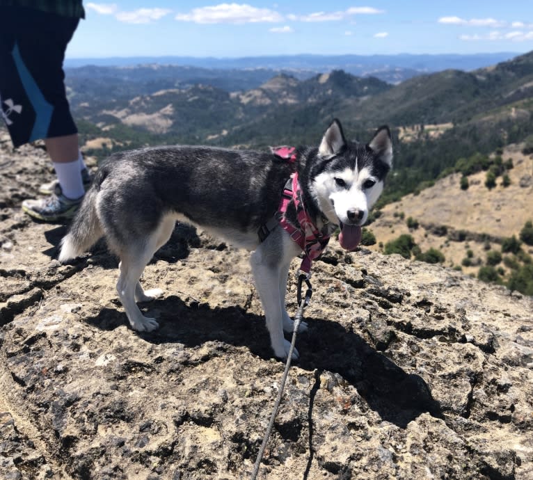 Aspen, a Siberian Husky tested with EmbarkVet.com